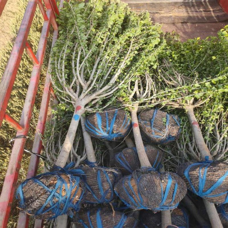 木槿树苗木槿花单瓣木槿庭院绿化工程篱笆围墙花苗当年开花耐