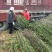 木槿树苗木槿花单瓣木槿庭院绿化工程篱笆围墙花苗当年开花耐