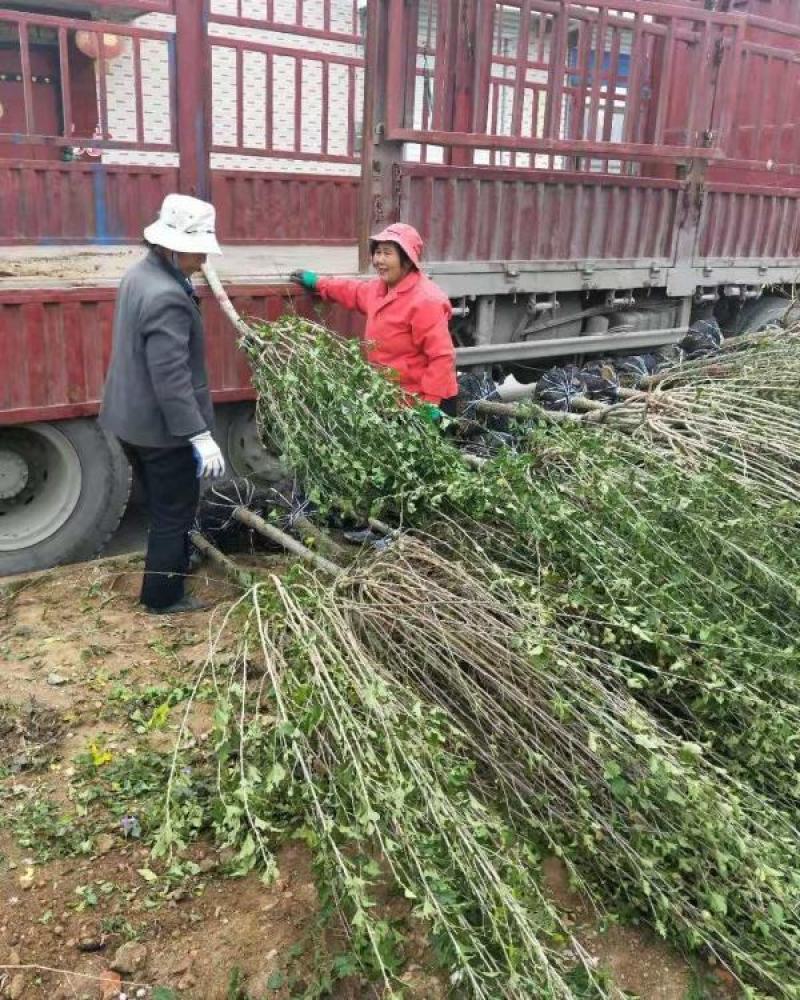 木槿树苗木槿花单瓣木槿庭院绿化工程篱笆围墙花苗当年开花耐