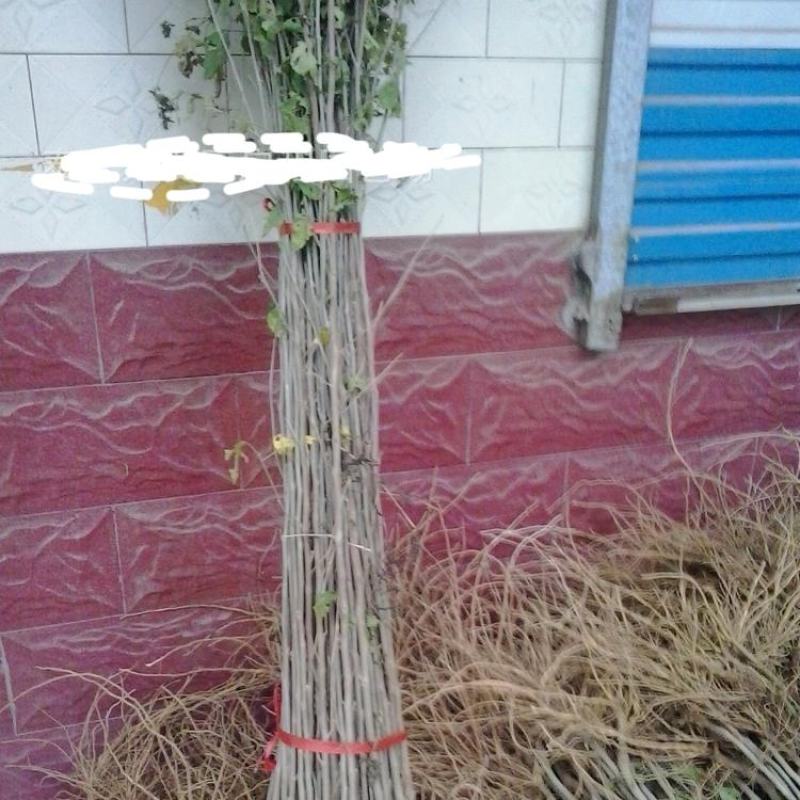 木槿树苗木槿花重瓣木槿单瓣木槿庭院绿化工程篱笆围墙花