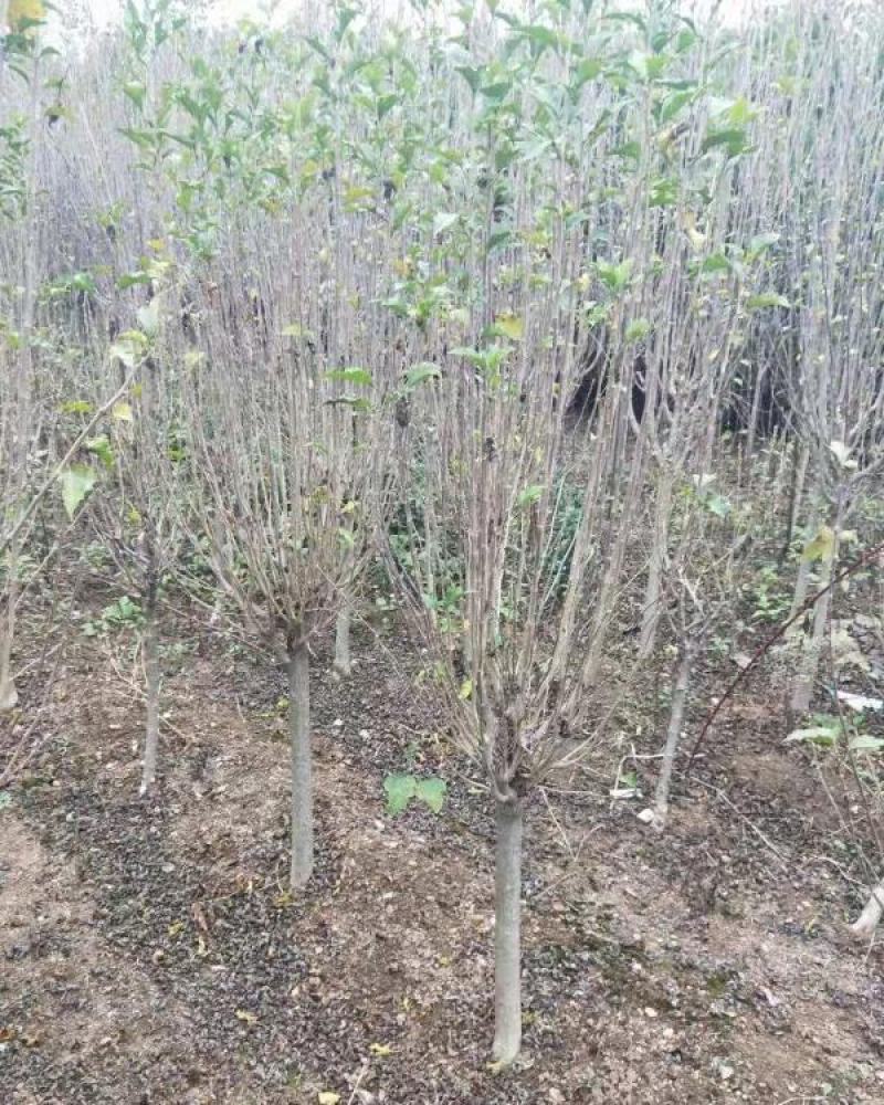 木槿树苗木槿花重瓣木槿单瓣木槿庭院绿化工程篱笆围墙花