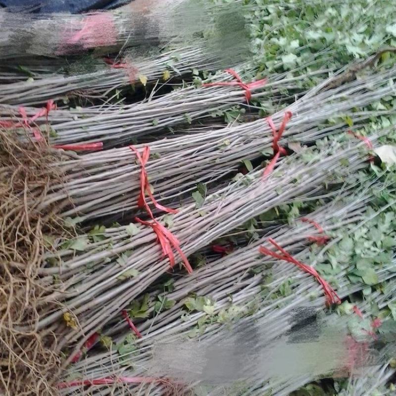 木槿树苗木槿花重瓣木槿单瓣木槿庭院绿化工程篱笆围墙花