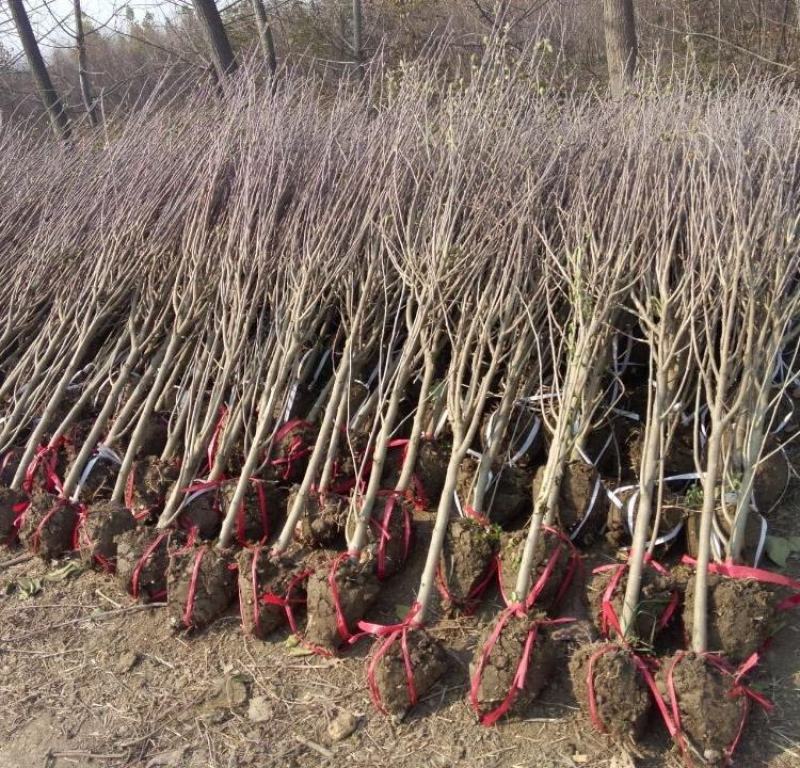 木槿树苗木槿花重瓣木槿单瓣木槿庭院绿化工程篱笆围墙花