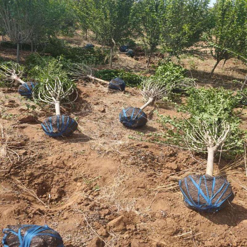 木槿树苗木槿花重瓣木槿单瓣木槿庭院绿化工程篱笆围墙花