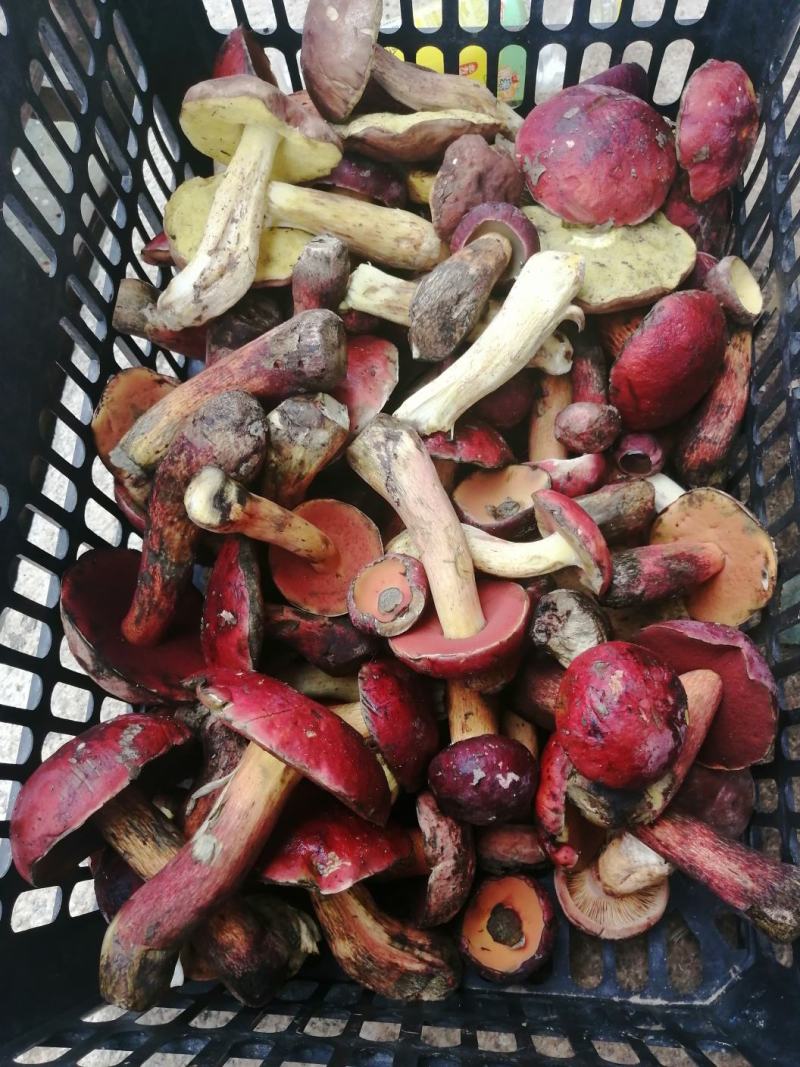 牛肝菌，河南省方城县牛肝菌干片，盐渍，质量非常好产地直供