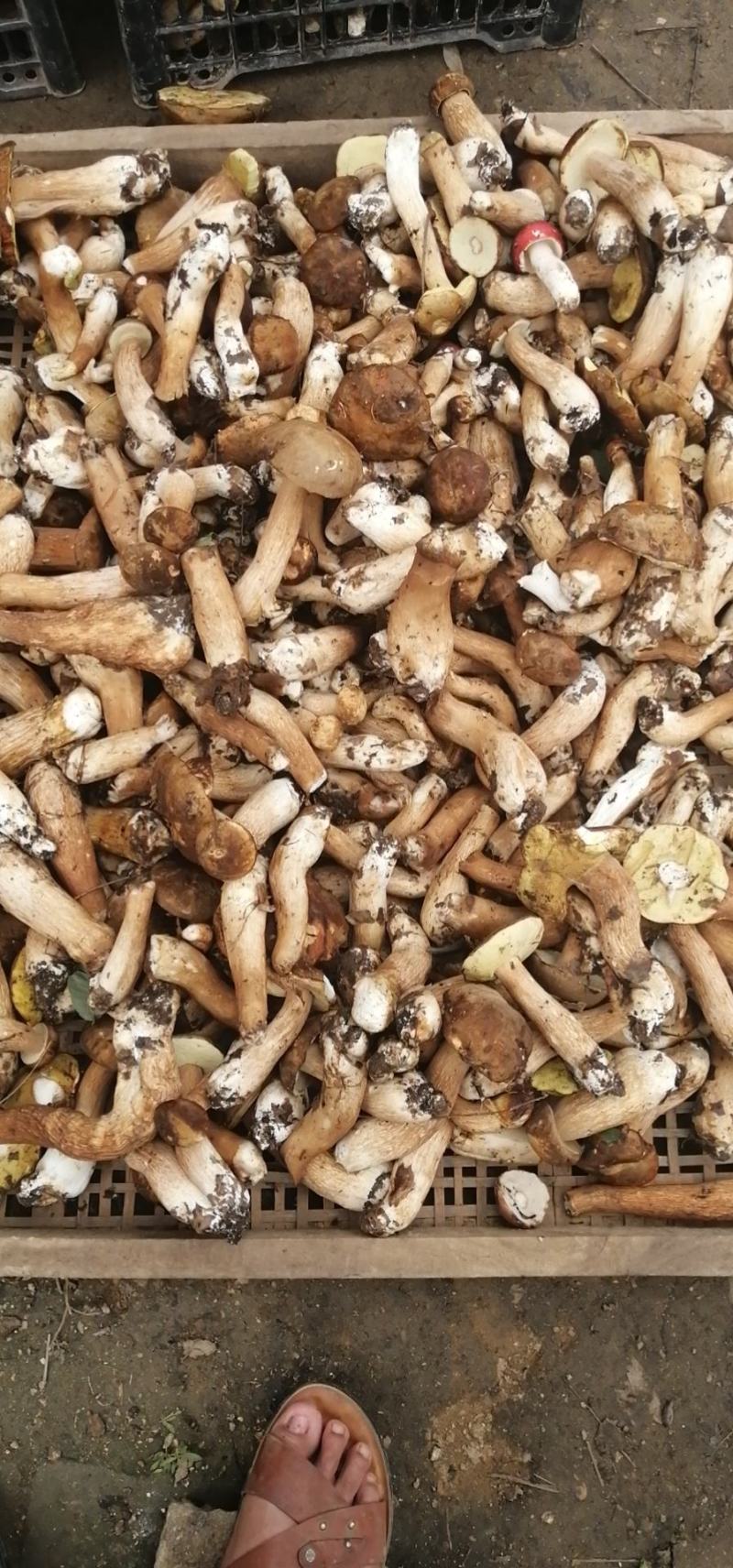 牛肝菌，河南省方城县牛肝菌干片，盐渍，质量非常好产地直供