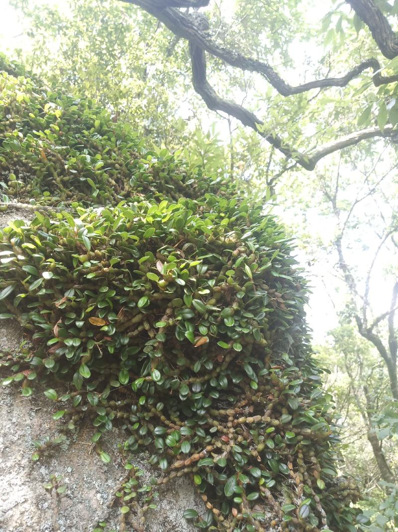 红豆石橄榄来自大山里的野生货哦！吃了身体好。诚信为本。好