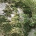 红豆石橄榄来自大山里的野生货哦！吃了身体好。诚信为本。好