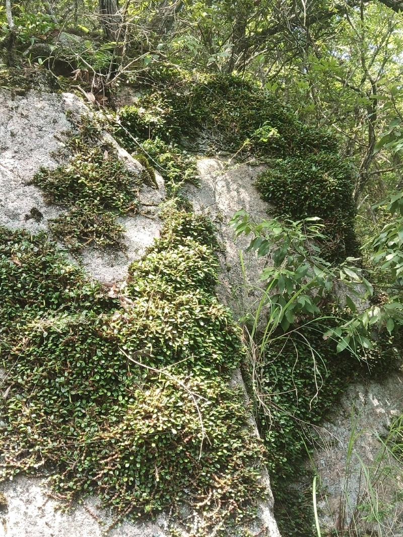 红豆石橄榄来自大山里的野生货哦！吃了身体好。诚信为本。好