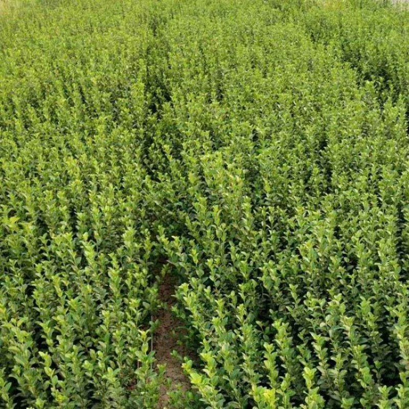 卫矛卫矛卫矛工程绿化苗木规格齐全基地直销