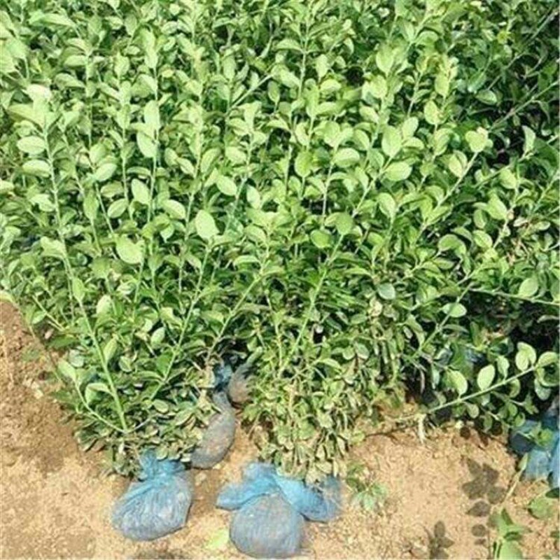 卫矛卫矛卫矛工程绿化苗木规格齐全基地直销