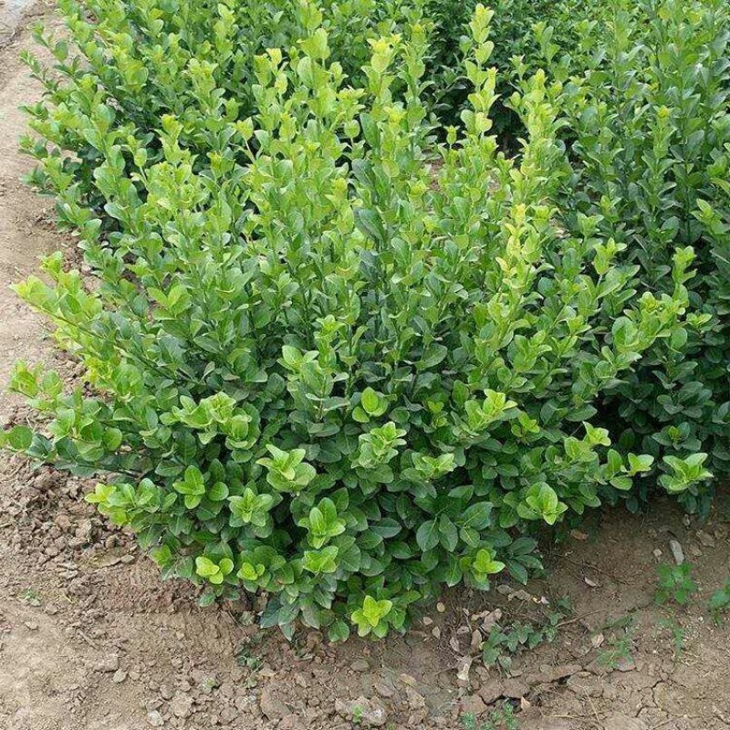 卫矛卫矛卫矛工程绿化苗木规格齐全基地直销