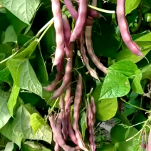 红豆角有需要的市场批发商朋友们与我联系！
