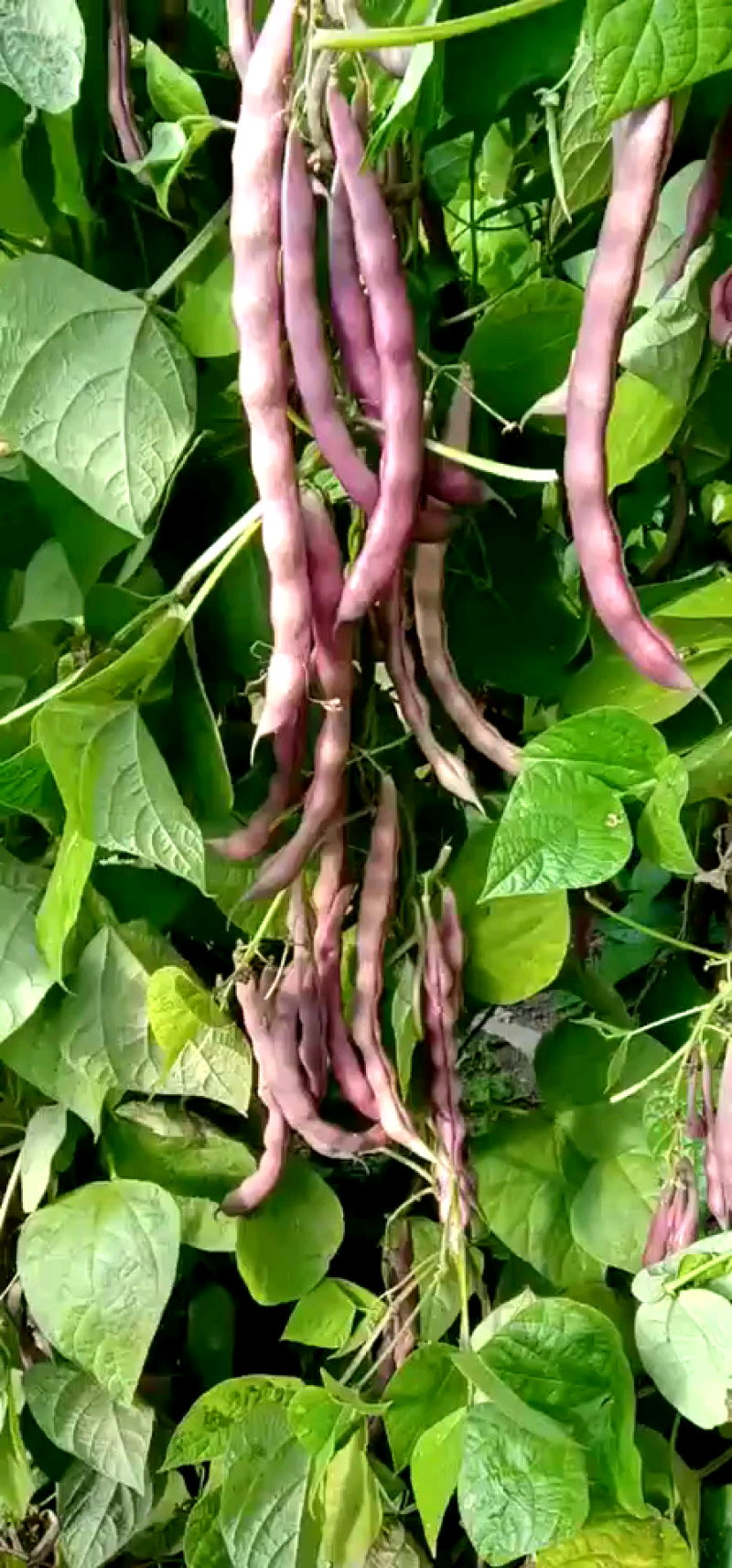红豆角有需要的市场批发商朋友们与我联系！