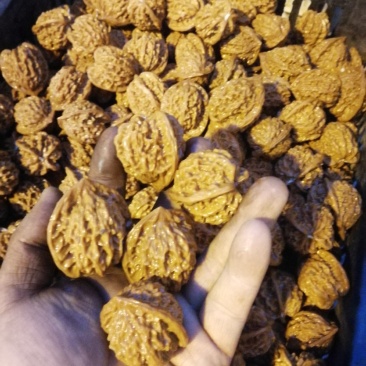 四大名核之一盘山公子帽