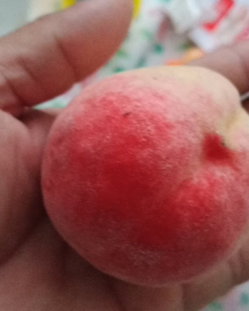 丹东市宽甸县甜口早秋白桃可视频看货，现场发货。