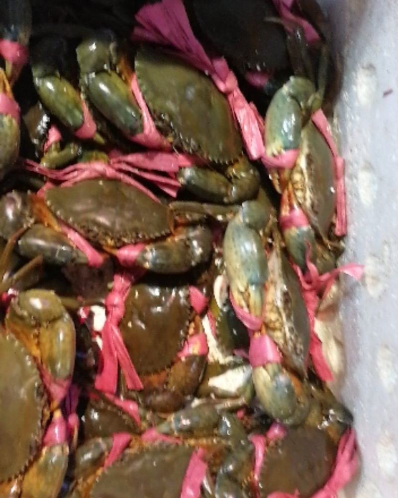 贵州贵阳青蟹广东青蟹越来青蟹肉蟹