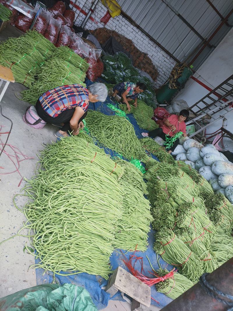 中牟优质长豆角60公分以上专业代办欢迎选购
