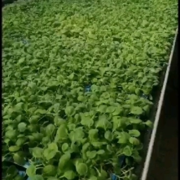 黑亮圆茄等各种种苗自根苗，嫁接苗早春秋延长年有苗提供技术