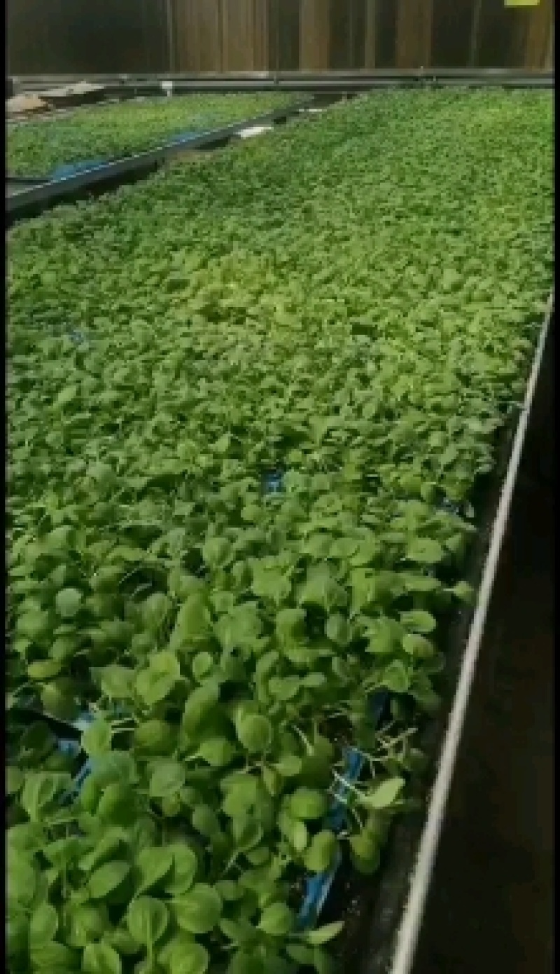 黑亮圆茄等各种种苗自根苗，嫁接苗早春秋延长年有苗提供技术