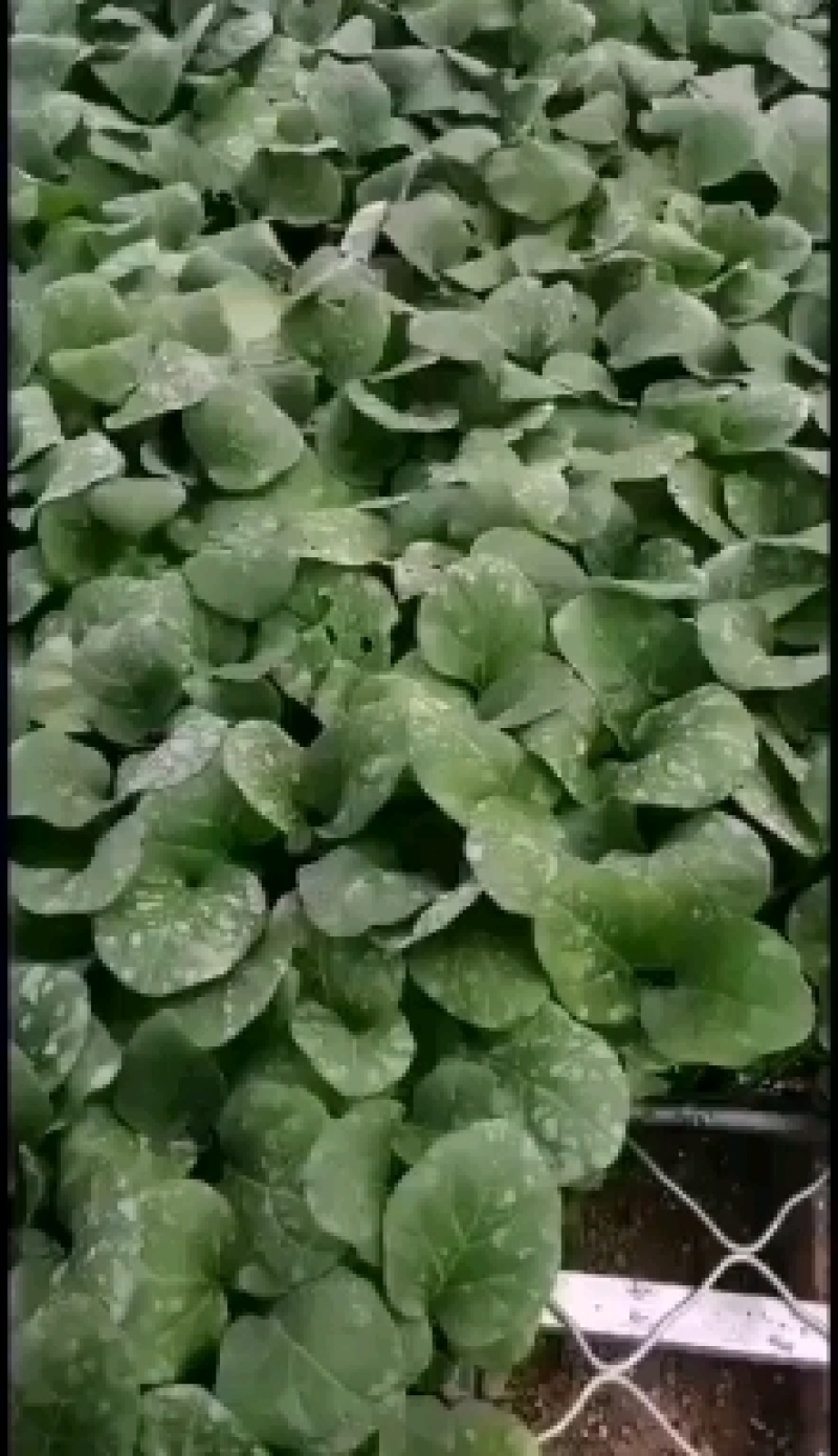 黑亮圆茄等各种种苗自根苗，嫁接苗早春秋延长年有苗提供技术