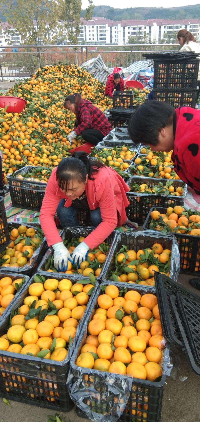 湖北十堰丹江口精品蜜橘大量上市。按规格釆摘，保证质量，