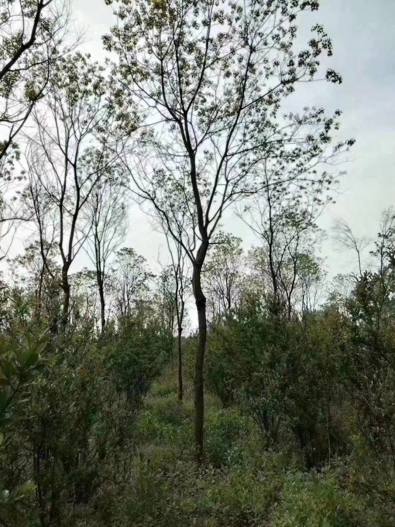 乌桕产地直发丛生乌桕，乌桕树规格1-25公分，货源充足