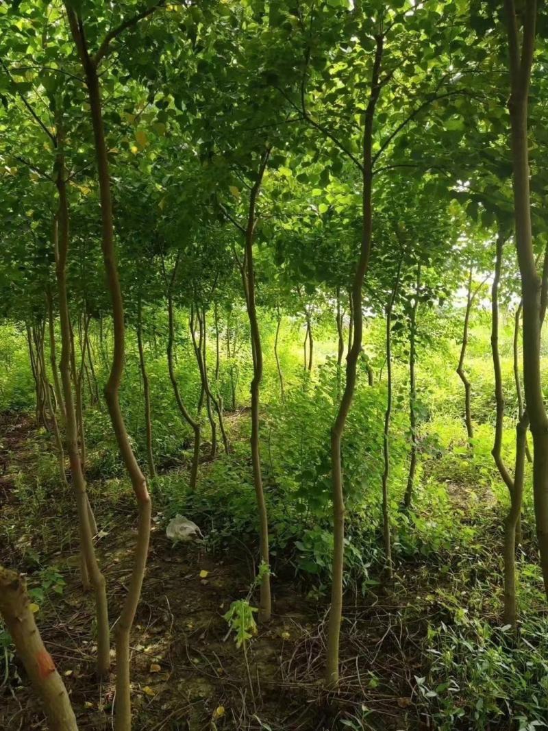 乌桕产地直发丛生乌桕，乌桕树规格1-25公分，货源充足