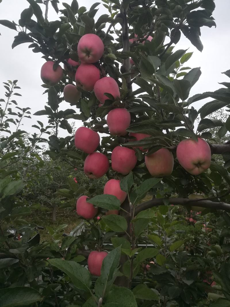 纸代红星马上就开始上市要的老板速来预定
