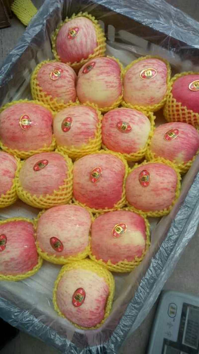 甘肃礼县精品红富士苹果大量上市品质保证一手货源