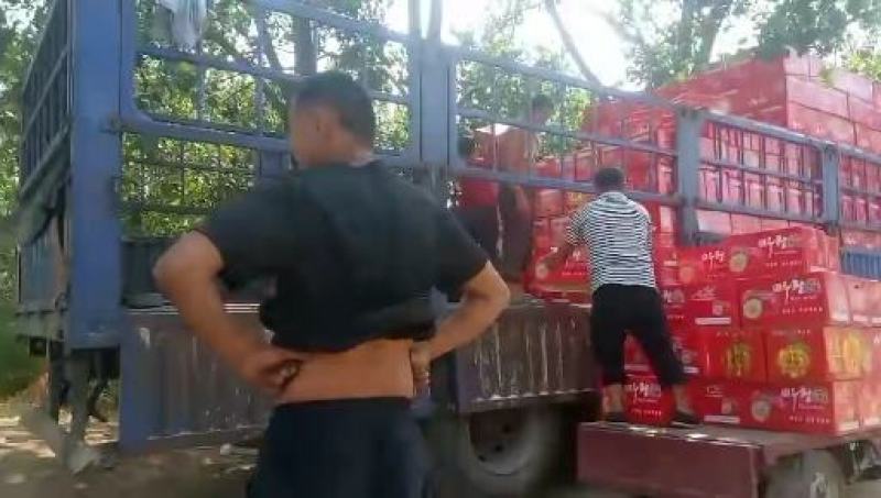 山东潍坊纸袋红星苹果个头大颜色好现釆现装一手货源无差价
