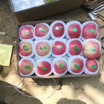 山东潍坊纸袋红星苹果个头大颜色好现釆现装一手货源无差价