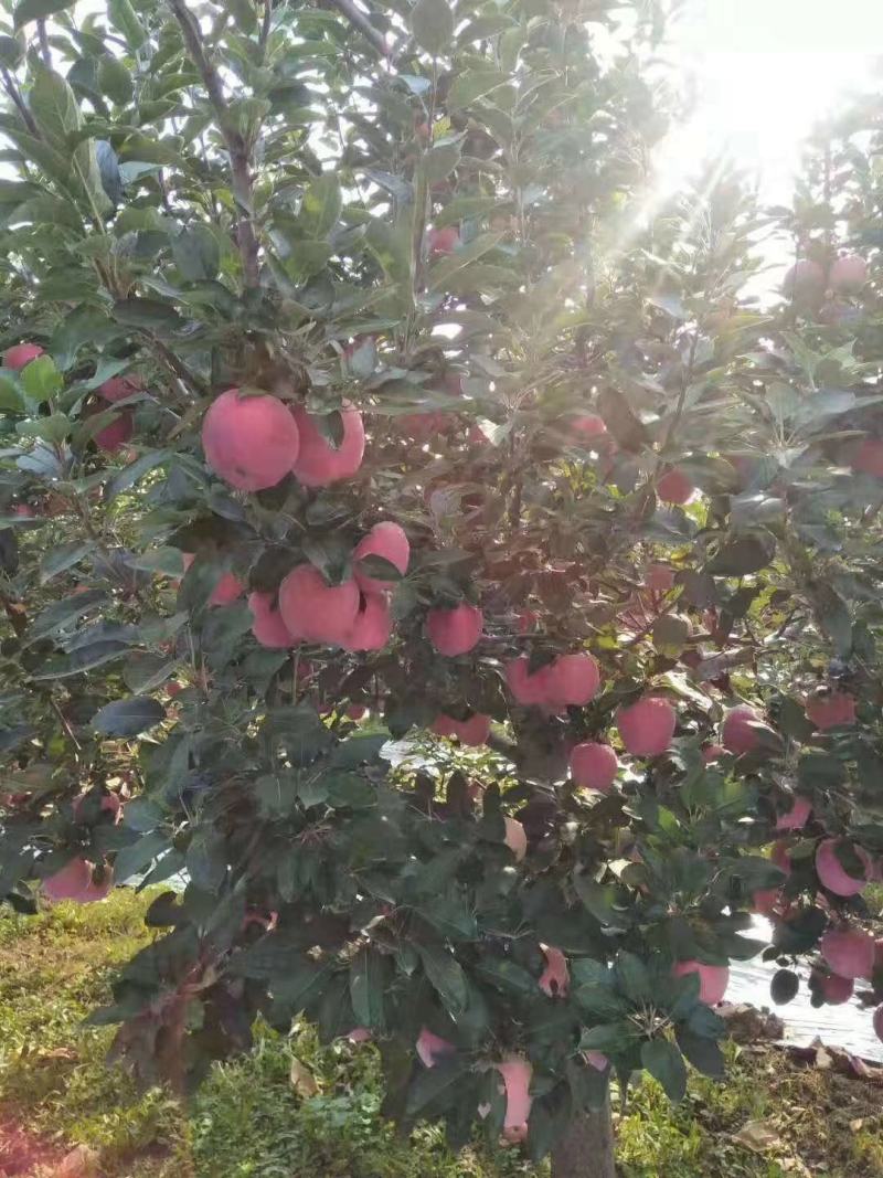 山东潍坊纸袋红星苹果个头大颜色好现釆现装一手货源无差价