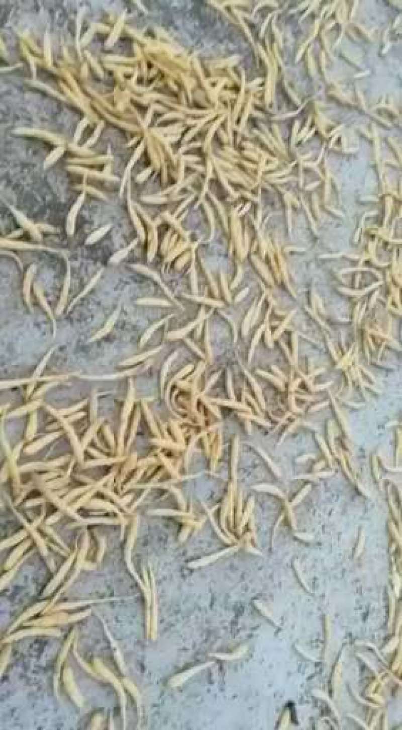 贵州牛大场太子参假一赔十