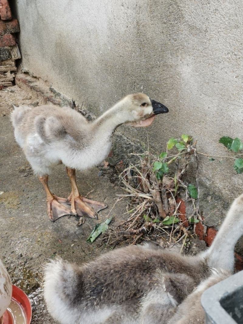 纯种狮头鹅苗大种三花鹅苗鸭苗鸡苗包邮包技术