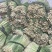 【优质】新鲜香茅草泰国品种新鲜香茅自家基地直供量大从优