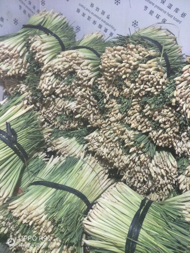 【优质】新鲜香茅草泰国品种新鲜香茅自家基地直供量大从优