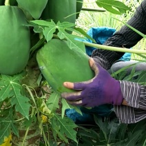 广西青木瓜煲汤做木瓜沙拉专用非水果木瓜新鲜水果包邮