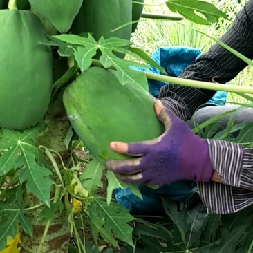 广西青木瓜煲汤做木瓜沙拉专用非水果木瓜新鲜水果包邮