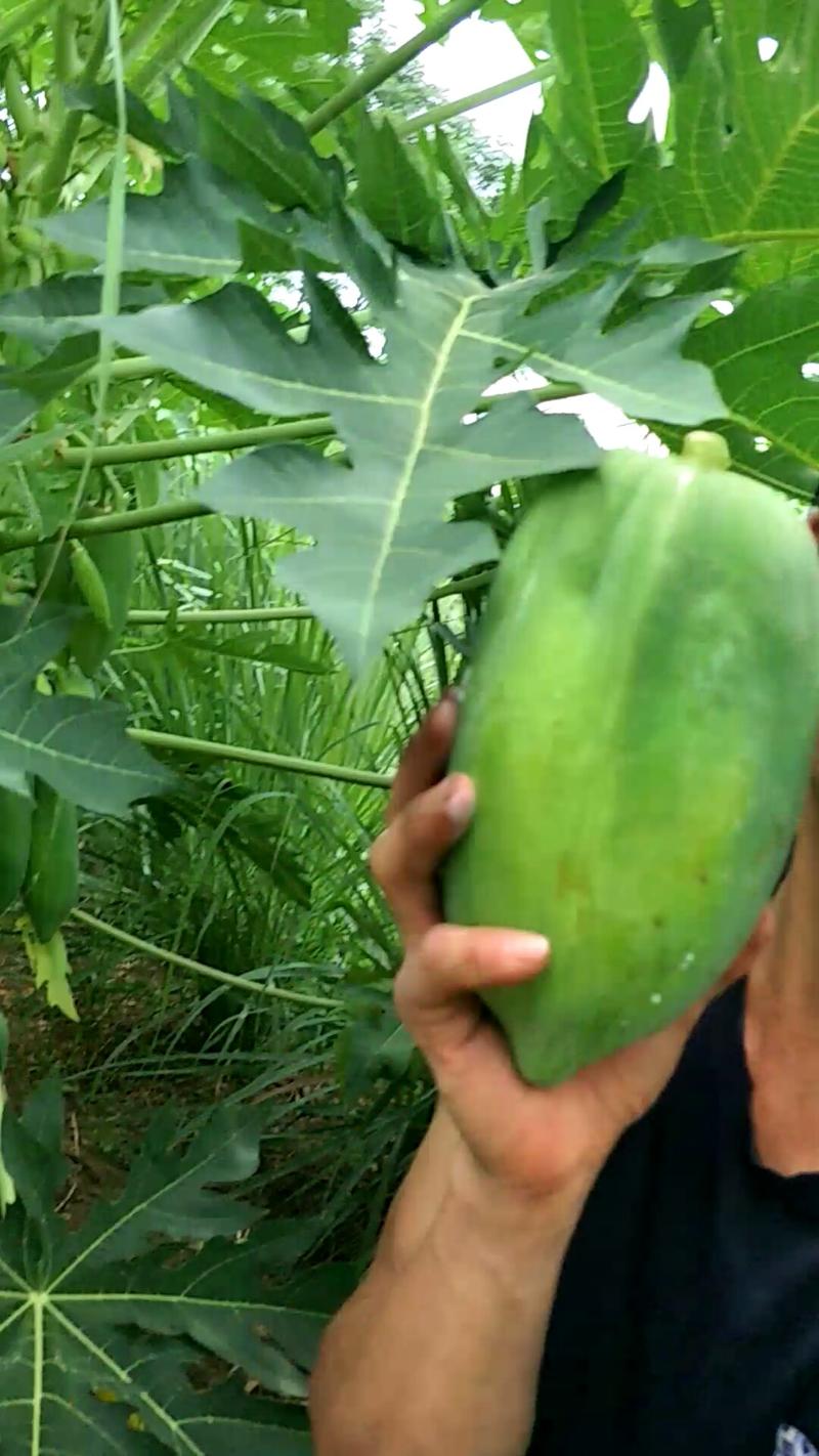 广西青木瓜煲汤做木瓜沙拉专用非水果木瓜新鲜水果包邮