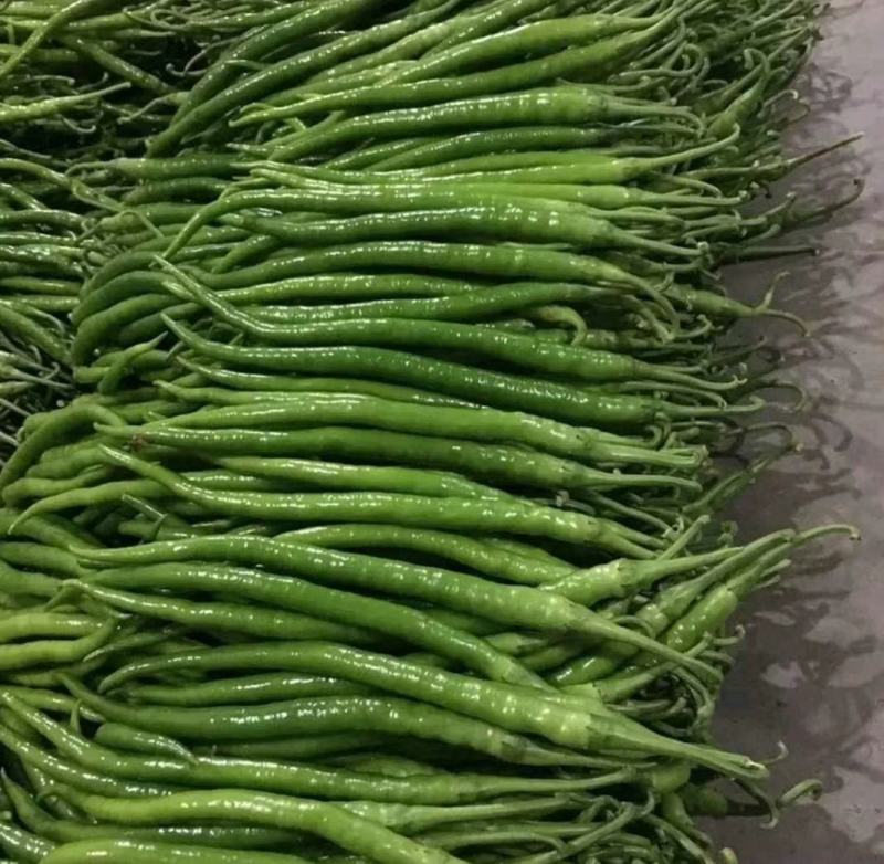 万亩蔬菜基地直供精品线椒条形直颜色好欢迎咨询