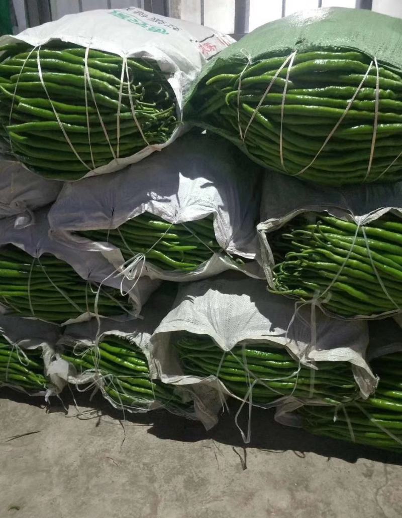 万亩蔬菜基地直供精品线椒条形直颜色好欢迎咨询