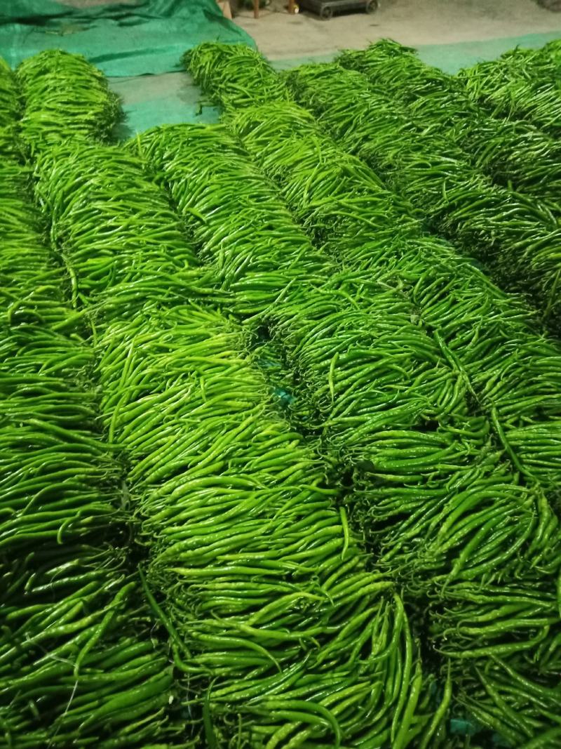 万亩蔬菜基地直供精品线椒条形直颜色好欢迎咨询