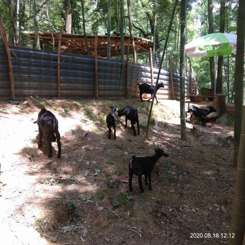 黑山羊，群羊出售，整体40多个