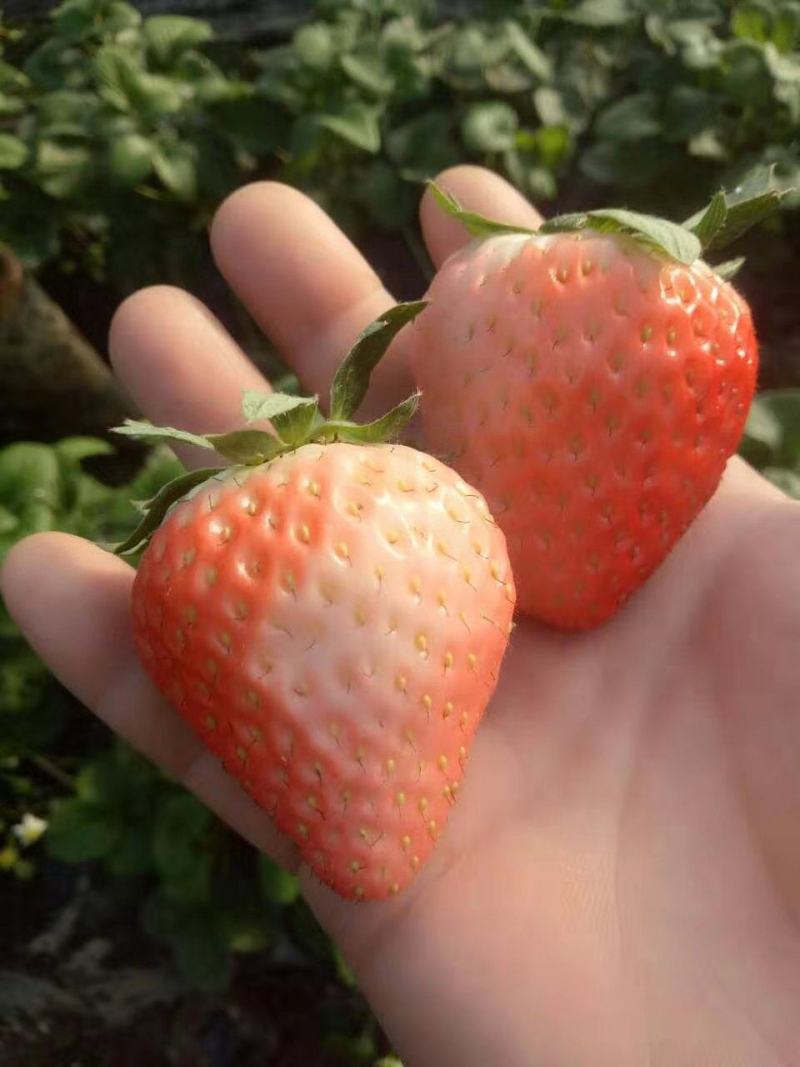 越秀草莓苗品种纯正签订合同量大优惠多