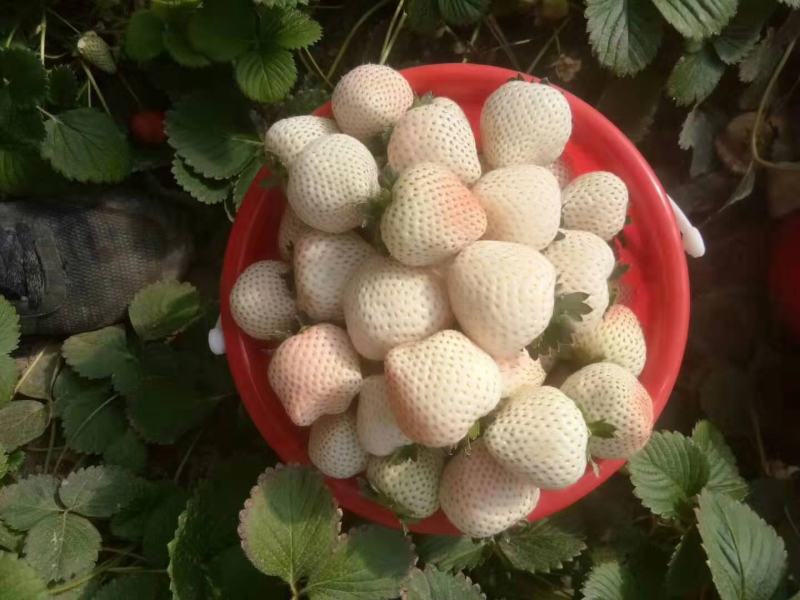 越秀草莓苗品种纯正签订合同量大优惠多