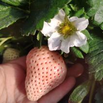 越秀草莓苗品种纯正签订合同量大多