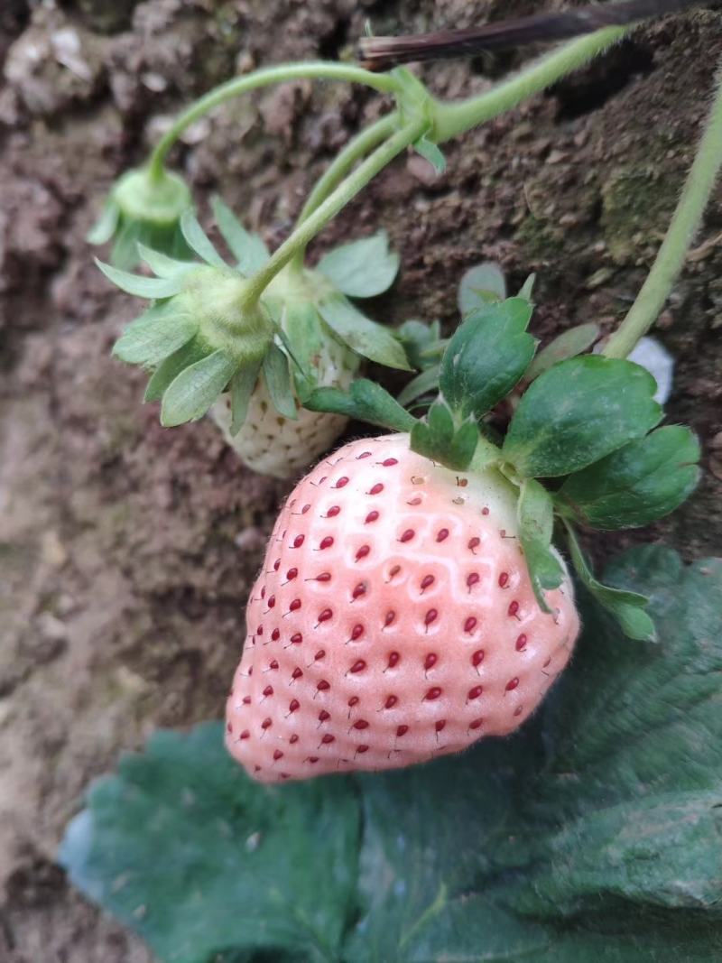 越秀草莓苗品种纯正签订合同量大优惠多