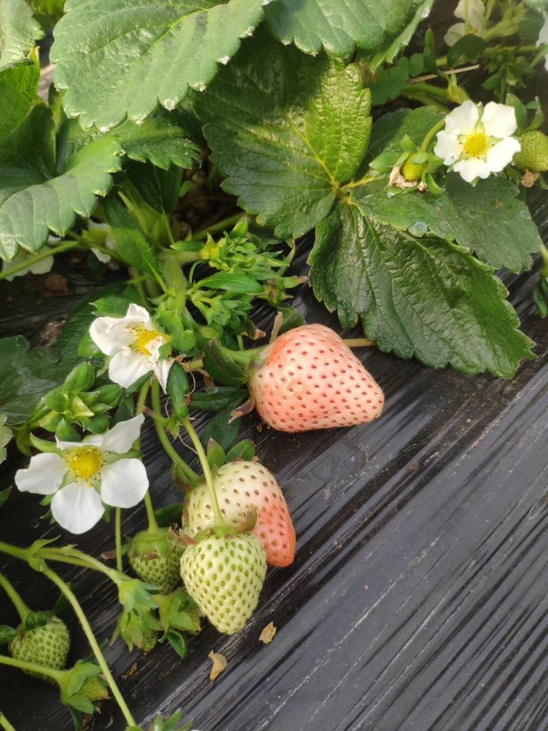 越秀草莓苗品种纯正签订合同量大优惠多