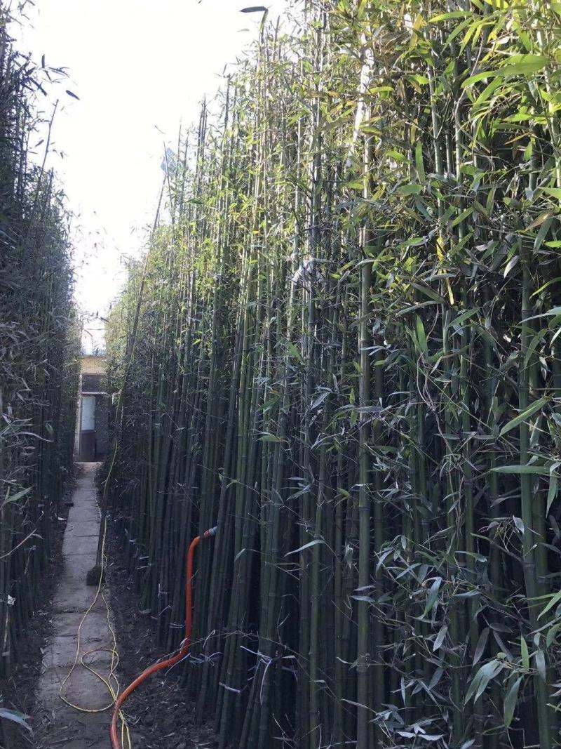 万亩竹海低价供应紫竹，当年紫紫竹，品种纯正，货源充足